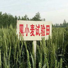 真空包裝農產品 從廠家到批發市場的產業鏈解析