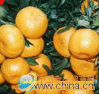 深耕優(yōu)質(zhì)白玉春蘿卜 從田間到餐桌的匠心供應鏈解析